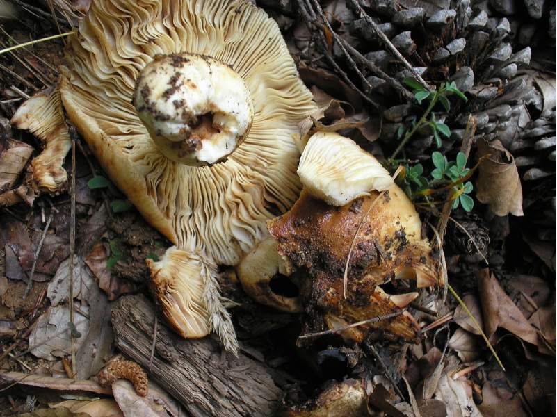 grazie allo sciopero....